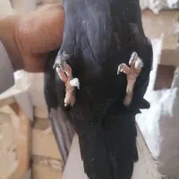 کبوتر|پرنده|مرودشت, گندم‎|دیوار