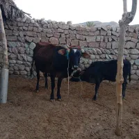 فروش گاو گوساله دار|حیوانات مزرعه|افزر, |دیوار