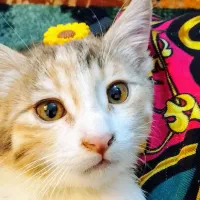 واکذاری|گربه|صدرا-فارس, فاز ۱|دیوار