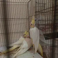 جوجه عروس هلندی