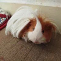 خوکچه هندی فشن|موش و خرگوش|تهران, استخر|دیوار