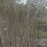 فروش نهال فندق گلدانی وریشه لخت