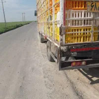 هیوندا مرغی ۸۷