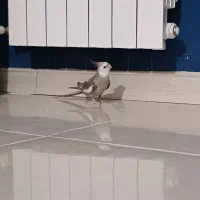 سلام پرنده عروس هلندی  دارم از نژاد وایت ویس