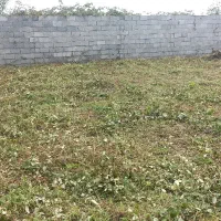 چمن زنی وبریدن علفهای هرز|خدمات باغبانی و درختکاری|آستانه اشرفیه, |دیوار