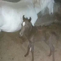 مادیون ترکی ابستن و یک کره ترکی