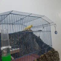 قناری نر|پرنده|بوشهر, |دیوار