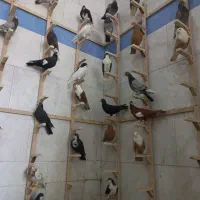تعداد پرنده رنگی و دورگ