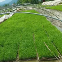 باکس نشاء (توم) هاشمی درجه یک پرپشت
