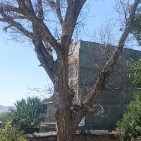 خرید چوب برش درختان خشک چنار گردو|خدمات باغبانی و درختکاری|تهران, درکه|دیوار