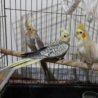 فروش دو جوجه شصت روزه