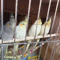 جوجه عروس هلندی دونه خور|پرنده|گرگان, |دیوار