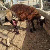 فروش بره همو، هترو. بهترین کیفیت|حیوانات مزرعه|شاهرود, |دیوار
