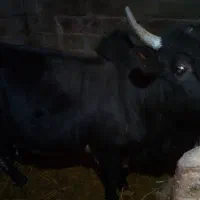 ورزاکوله یاگاونر