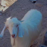 گوسفند|حیوانات مزرعه|شیراز, سیاه سنگ|دیوار