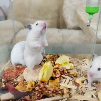 همستر اهلی و خونگی بازیگوش