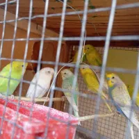 مرغ عشق کاکلی|پرنده|زرقان, |دیوار