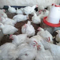 مرغ گوشتی ارگانیک|حیوانات مزرعه|تاتار علیا, |دیوار