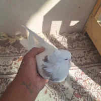 سه عدد کفتر نر ماده دوتا طوقی|پرنده|نورآباد, |دیوار