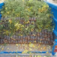 نهالستان گل محمدی رز ۲۵تومن نهال یاس هلندی درخت|خدمات باغبانی و درختکاری|قم, تعویض پلاک|دیوار