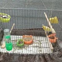 قناری یه جفت|پرنده|قم, حنیف نژاد|دیوار