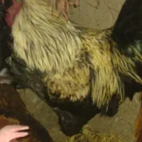 طیورمحلی. بهداشتی|حیوانات مزرعه|خرمدره, |دیوار