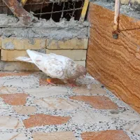 کبوتر|پرنده|خرمشهر, |دیوار