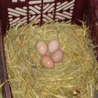 تخم مرغ محلی|حیوانات مزرعه|رباط‌کریم, کاظم‌آباد|دیوار