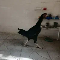 ۳جوجه خروس و مرغ نسل لاری|حیوانات مزرعه|تهران, امام زاده حسن|دیوار