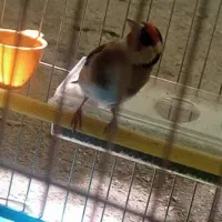 سهره سر سیا|پرنده|شیراز, دکتر حسابی|دیوار