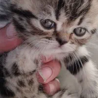 بچه گربه برتیش.اسکاتیش.فلت|گربه|میانه, |دیوار