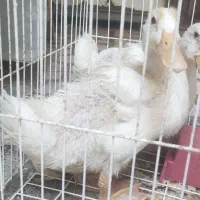 دوعدد اردک کاملا سالم هردو باهم ۵۰۰تومن|حیوانات مزرعه|رودهن, |دیوار