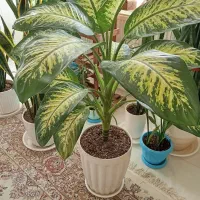 گل دیفن باخیا