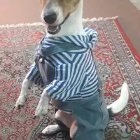 واگذاری سگ تربیت شده باهوش