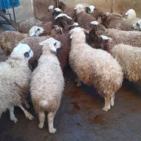 کاور  گوسفند بره|حیوانات مزرعه|دهگلان, |دیوار