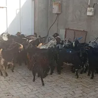 کهره بره بز میش|حیوانات مزرعه|شیراز, بازار|دیوار