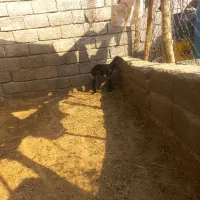 بره شیر خوار