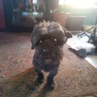 سگ نر آماده جفتگیری