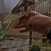 فروش جوجه ۲ ماهه عروس هلندی