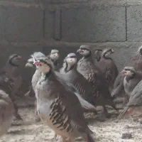 بلدرچین پرورشی بالغ