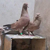 قروش ۵ عدد کله ای