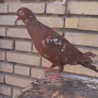 فروش ماده سرخ میلیمنز