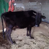 گاو با گوساله ماده