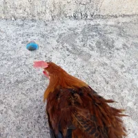 عسل برنج روغن حیوانی