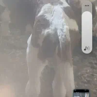 گاو‌شیری‌باگوساله‌نر