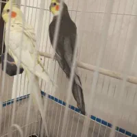 یک جفت عروس هلندی به همراه قفس