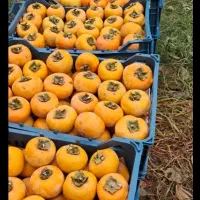 خریدار میوه خرمالو