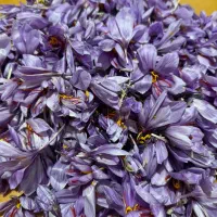 گل زعفران عیار بالا