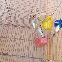 قناری سهره قناری یا سقا