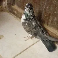 کبوتر تهرانی به شب گرفتم|پرنده|زابل, |دیوار